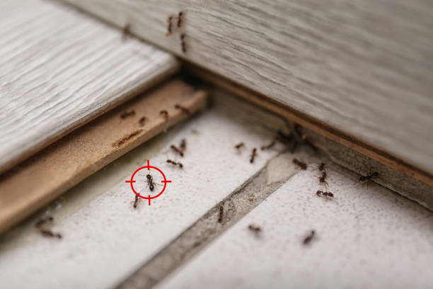 Reliable Womelsdorf, PA Pest Control Solutions
