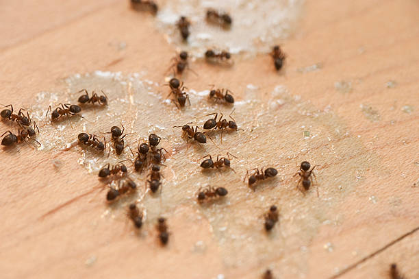 Best Emergency Pest Control  in Womelsdorf, PA