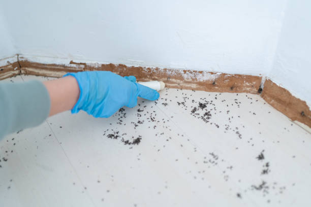 Best Wasp Removal Services  in Womelsdorf, PA